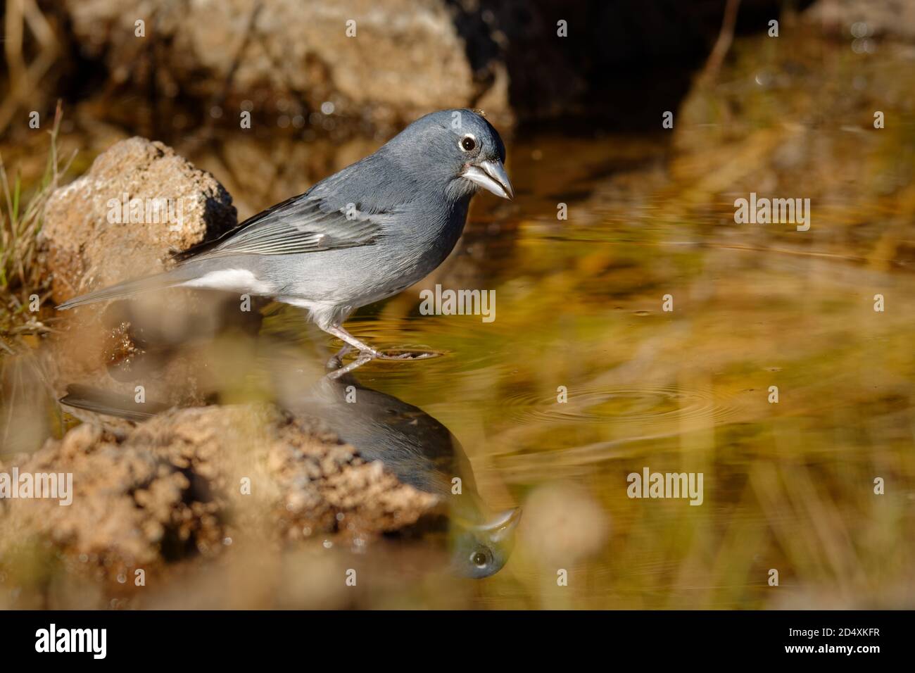 Blue Chaffinch - Fringilla teydea bleu endémique oiseau des îles Canaries, espèce de passereau de la famille finch Fringillidae. Il est endémique à Banque D'Images