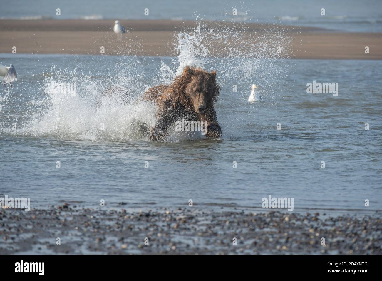 Ours brun de l'Alaska, parc national du lac Clark Banque D'Images