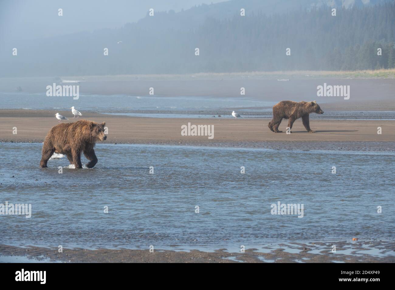 Ours brun de l'Alaska, parc national du lac Clark Banque D'Images