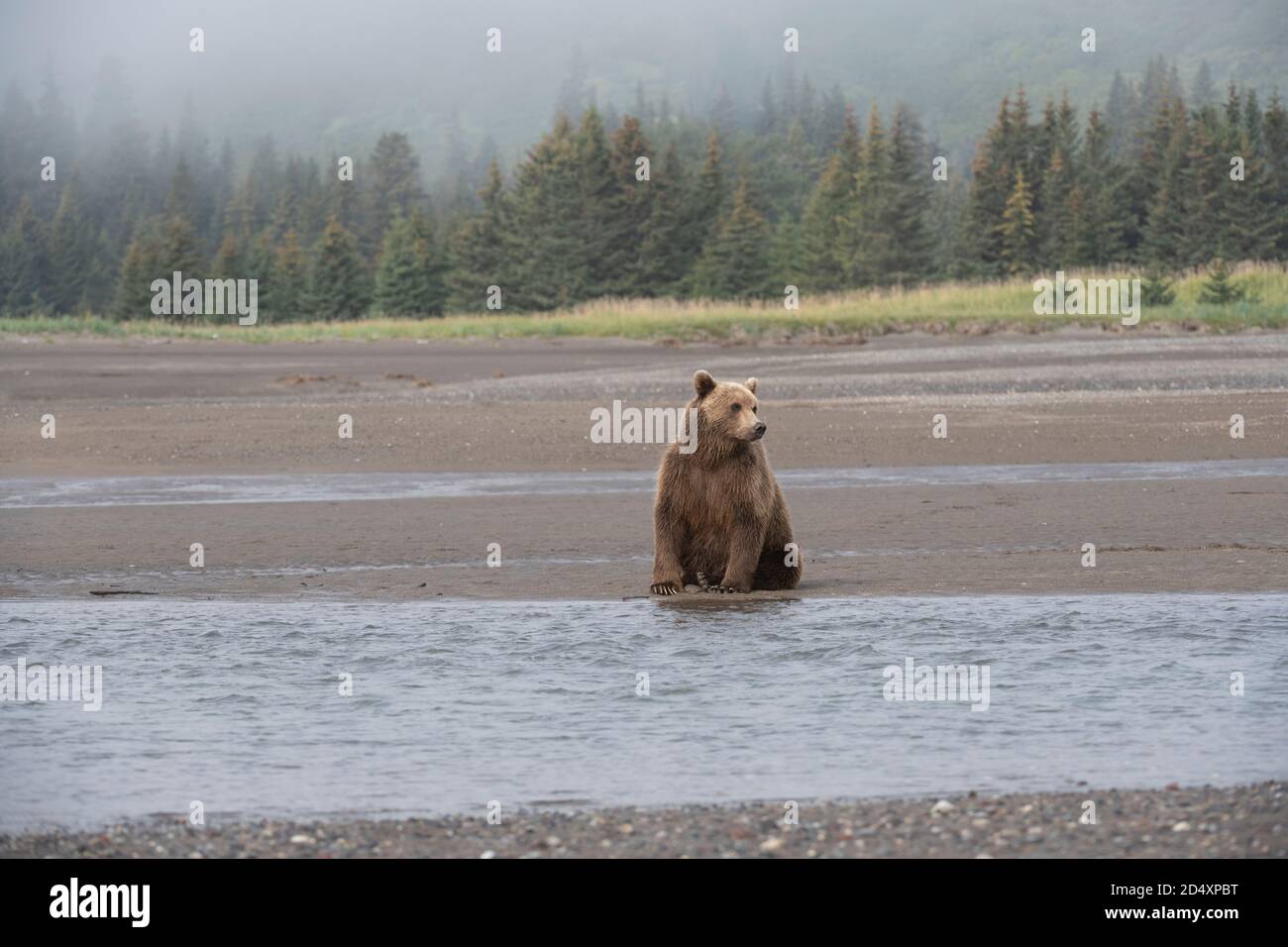 Ours brun de l'Alaska, parc national du lac Clark Banque D'Images