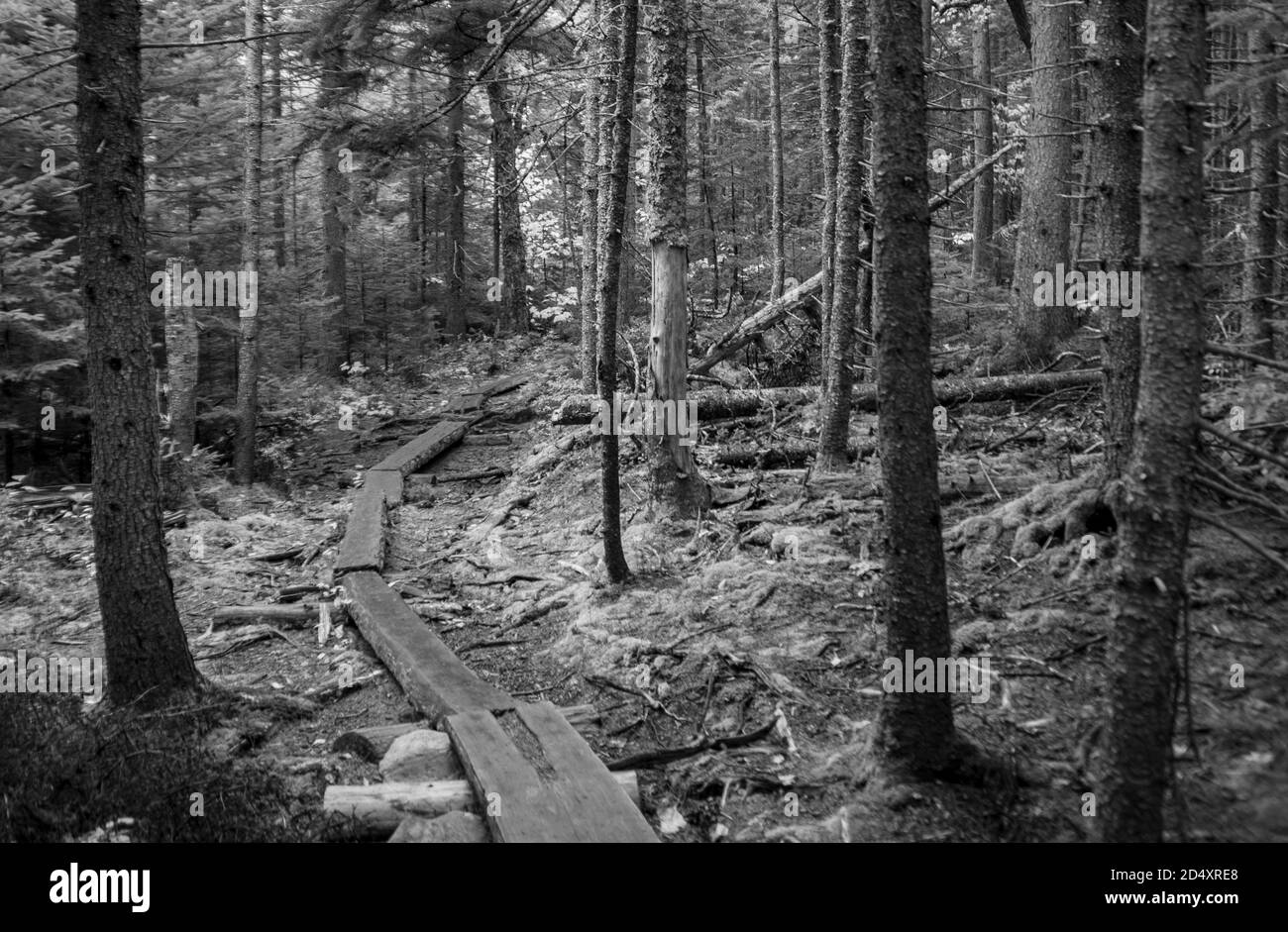 Noir et blanc photo de chemin à travers le parc national Baxter Maine. Les sentiers sont des planches de bois sur l'étage le plus fort. Banque D'Images