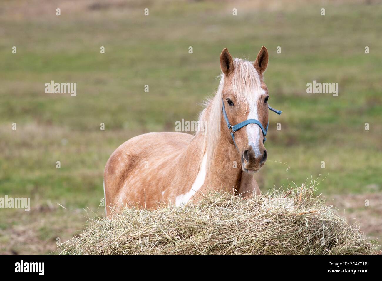 Un cheval adulte avec des cheveux de couleur Havane et une bande blanche au milieu du visage du cheval. L'animal domestique a des oreilles pointues et des yeux foncés. Banque D'Images