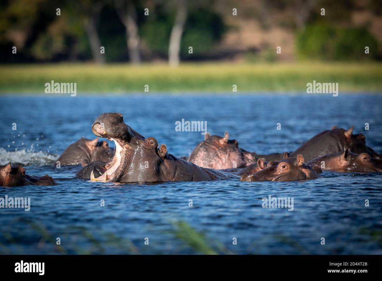 Un groupe de hips debout dans l'eau avec un de Ils bâillent dans la rivière Chobe au Botswana Banque D'Images