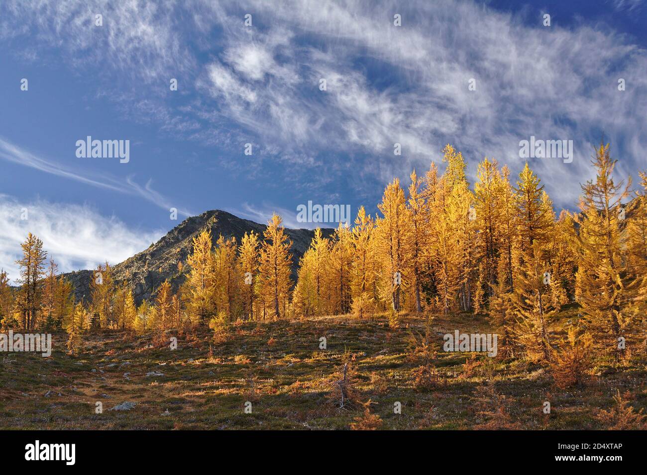 Larches jaunes d'or avec Mount Frosty en arrière-plan, ciel bleu, parc provincial Manning, Colombie-Britannique, Canada Banque D'Images