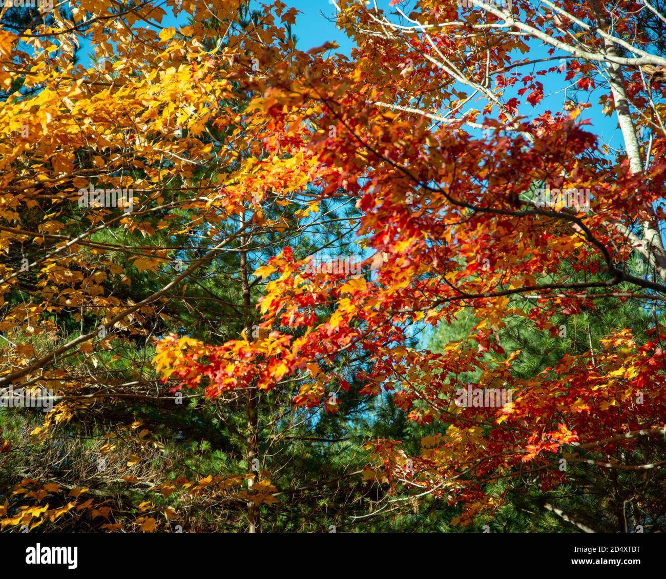 Gros plan sur le feuillage d'automne, rouge, orange, jaune. Banque D'Images