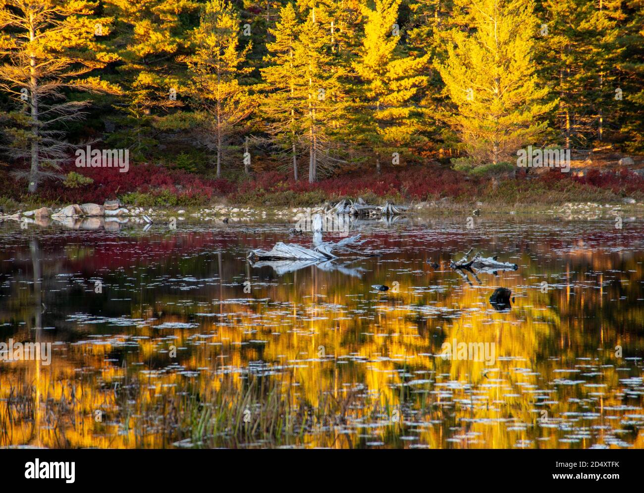Réflexions d'automne sur un lac ou un étang dans le Maine Banque D'Images