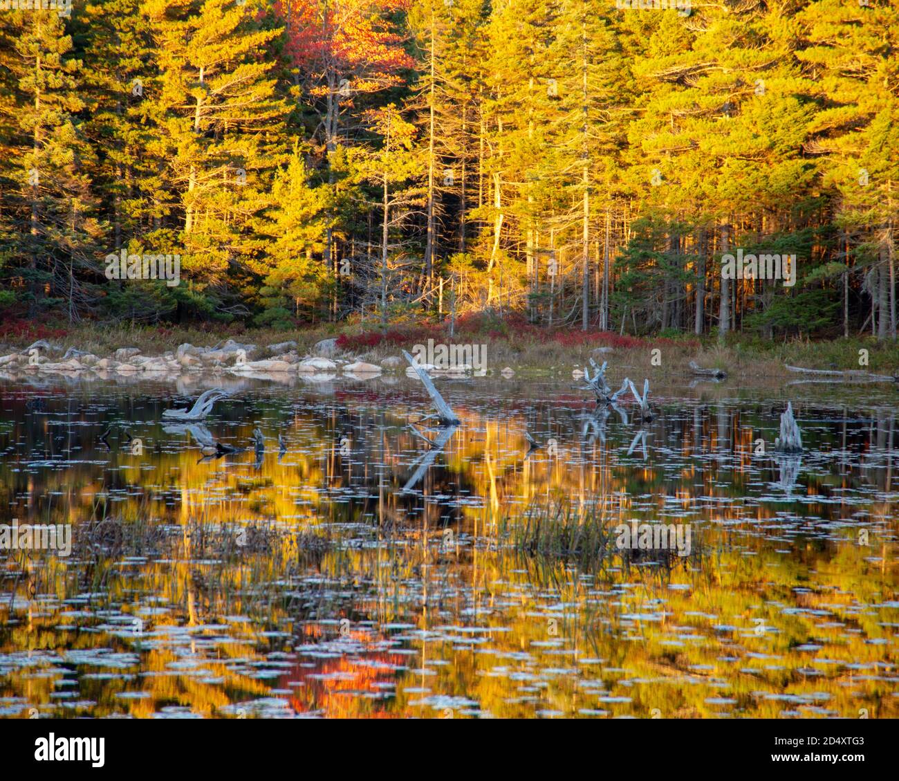 Réflexions d'automne sur un lac ou un étang dans le Maine Banque D'Images