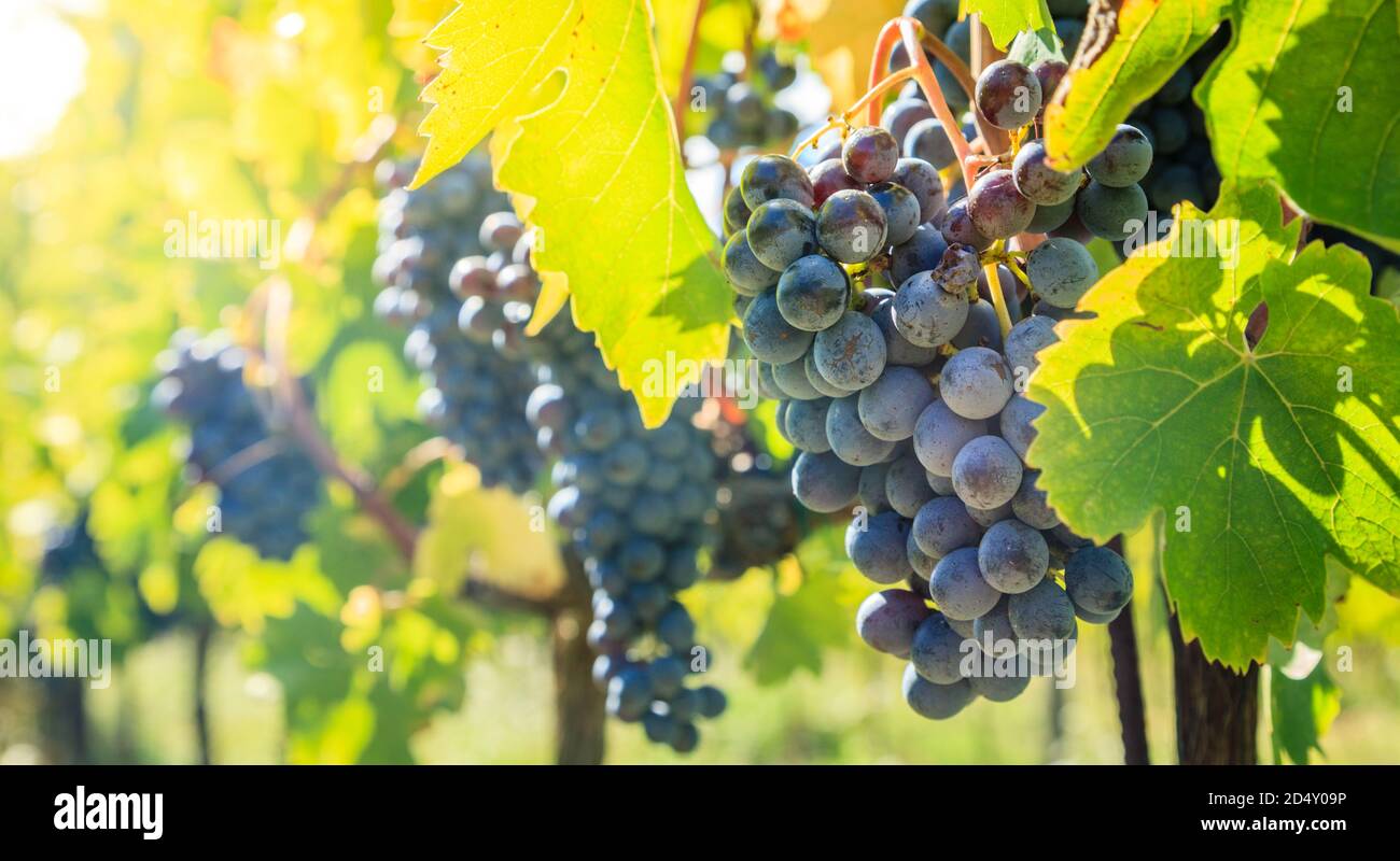 Gros plan de grappes de raisins bleus sur vignes dans un vignoble de Toscane, Italie Banque D'Images