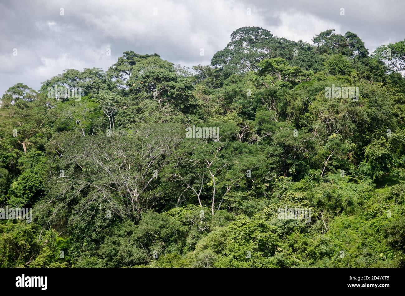 Paysage luxuriant typique du parc national de Chagres entourant le Madden Lac Banque D'Images