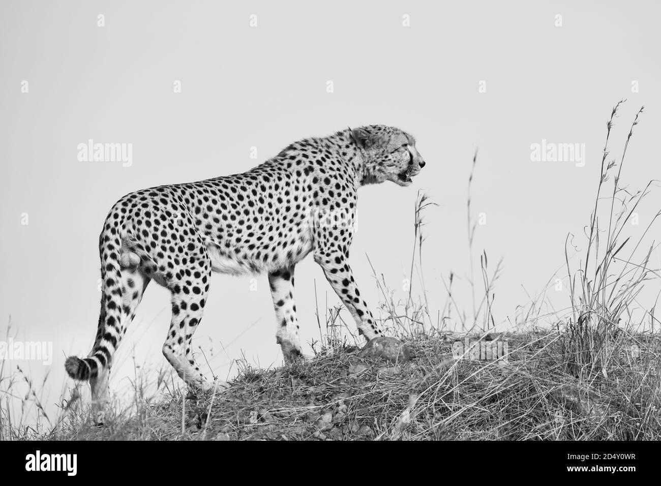 Cheetah (Acinonyx jubatus) dans le Masai Mara du Kenya Banque D'Images