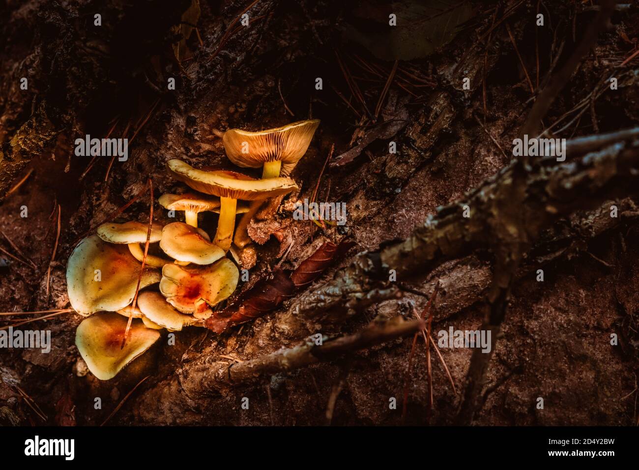 Groupe de champignons de chanterelle orange, latins: Famille Hygrophoropsis aurantiaca Banque D'Images