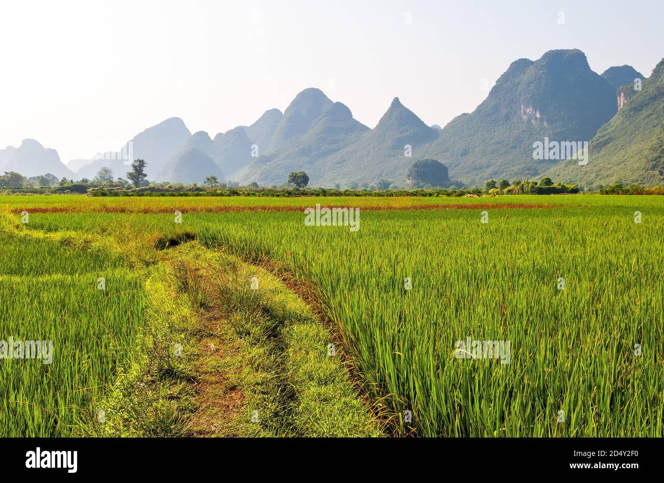 Paysage de riz paddy avec formations rocheuses karstiques géologiques, Yangshuo, province de Guangxi, Chine. Banque D'Images