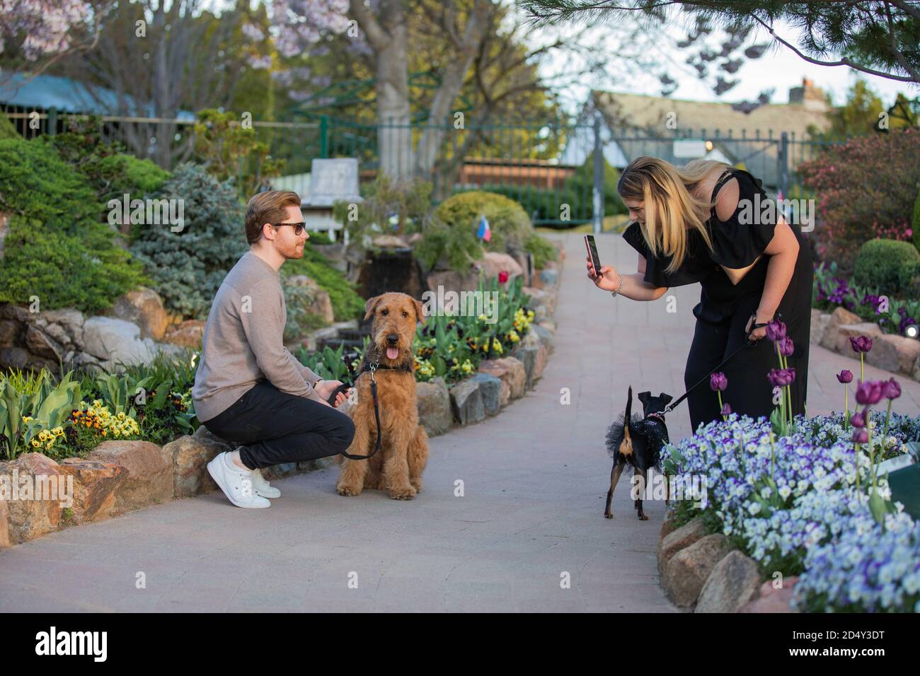 Canberra, Australie. 11 octobre 2020. Les gens prennent des photos avec leurs chiens pendant un festival floral annuel Floriade à Canberra, Australie, le 11 octobre 2020. POUR ALLER AVEC 'Feature: Célébration du printemps dans le mini monde apporte de la joie, l'espoir aux Australiens dans l'ombre de COVID-19' crédit: Chu Chen/Xinhua/Alay Live News Banque D'Images