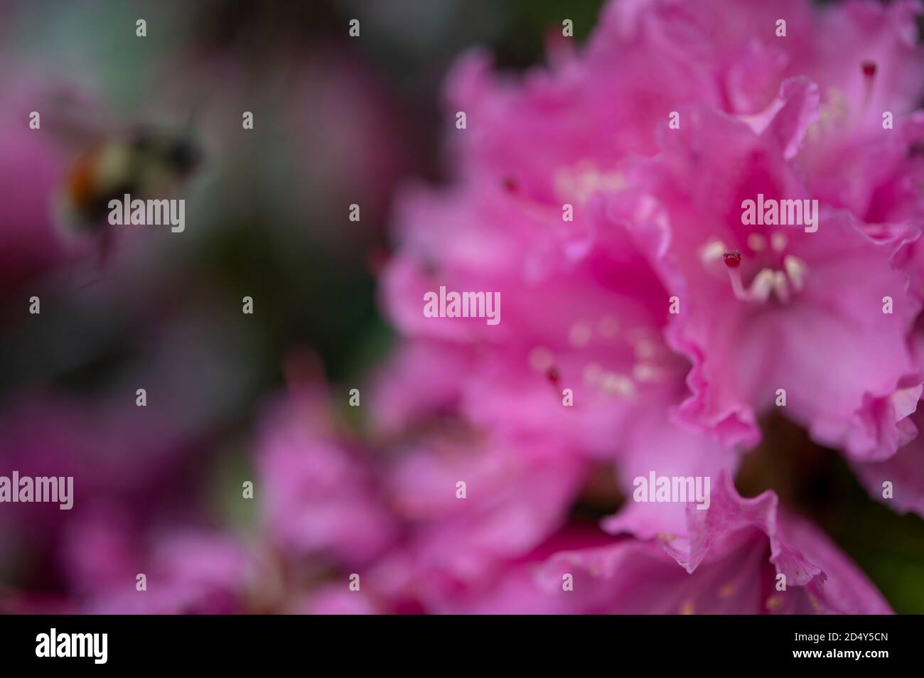 une abeille bourdonneuse volant vers une fleur Banque D'Images