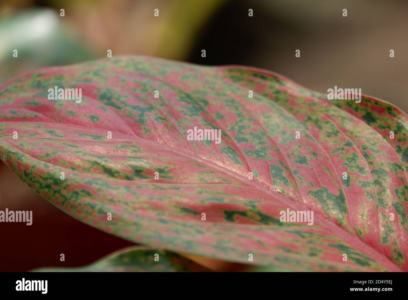 vue rapprochée de la texture des feuilles d'aglonema dans le jardin avec un arrière-plan plus bleu isolé Banque D'Images