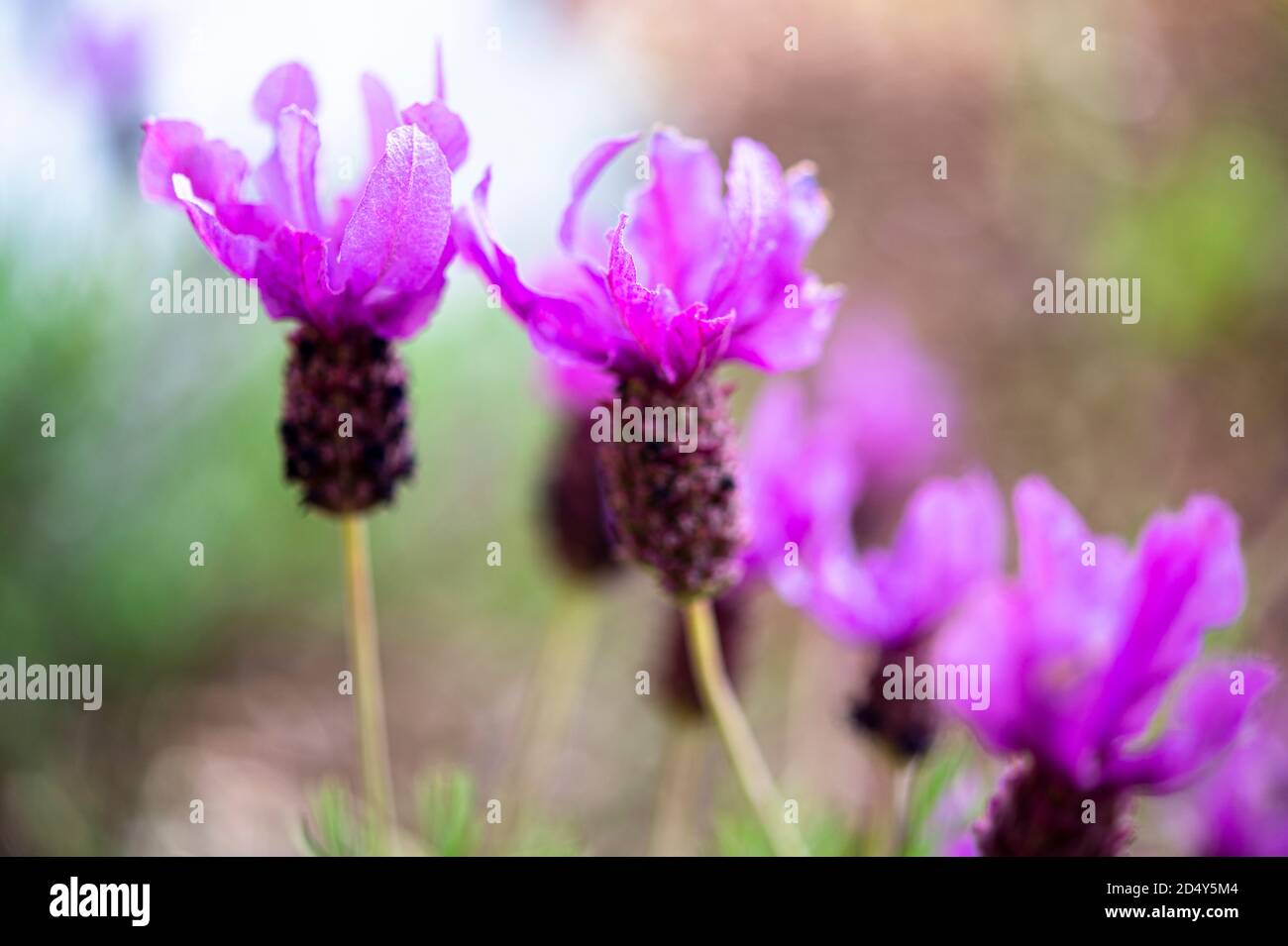 Fleurs de lavande espagnole Banque D'Images