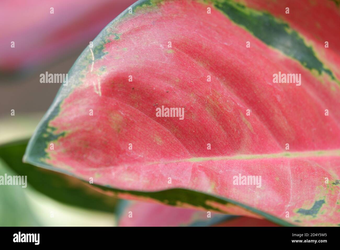 vue rapprochée de la texture des feuilles d'aglonema dans le jardin avec un arrière-plan plus bleu isolé Banque D'Images