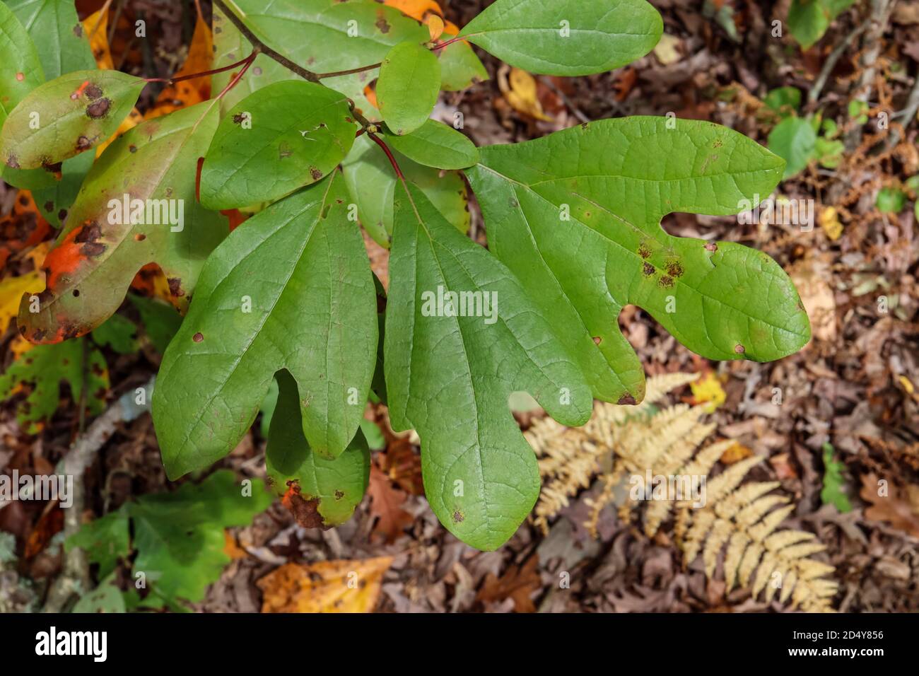 Les feuilles d'un arbre de Sassafrass (Sassafras albidum) ont trois patrons de feuilles distincts sur la même plante. Banque D'Images
