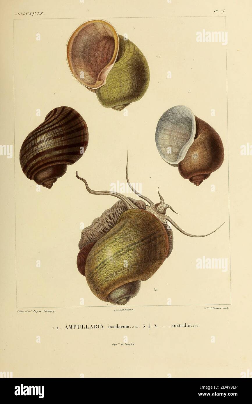 Ampullaria - mollusques d'escargots d'eau douce du livre 'Voyage dans l'Amérique Méridionale' [Voyage en Amérique du Sud: (Brésil, République orientale de l'Uruguay, République Argentine, Patagonie, république du Chili, république de Bolivie, république du Pérou), exécuté au cours des années 1826 - 1833] Volume 5 partie 3 par: Orbigny, Alcide Dessalines d'Orbigny, 1802-1857; montagne, Jean François Camille, 1784-1866; Martius, Karl Friedrich Philipp von, 1794-1868 publié Paris :chez Pitois-Levrault. Publie à Paris en 1843 Banque D'Images