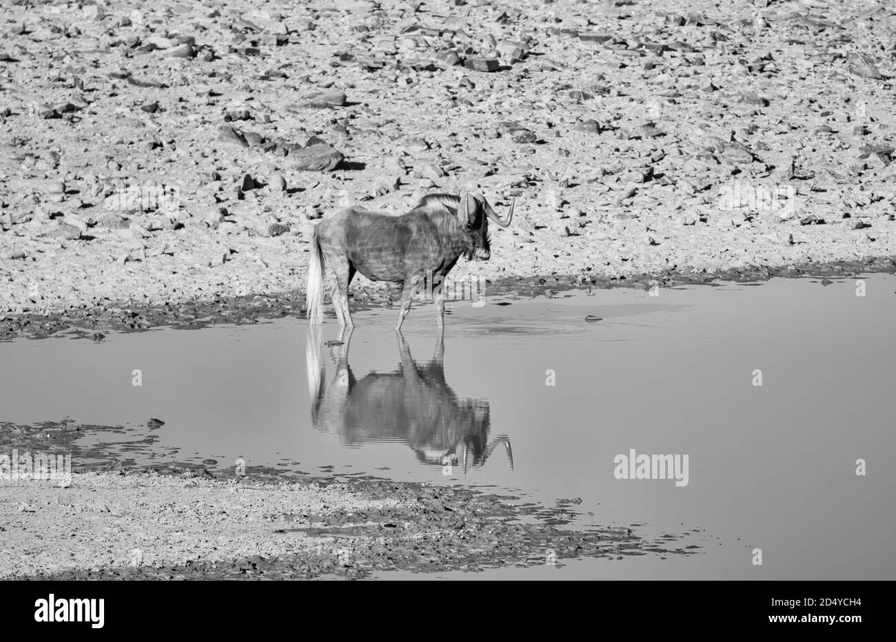 Black Wildebeest à un point d'eau dans la savane d'Afrique australe Banque D'Images