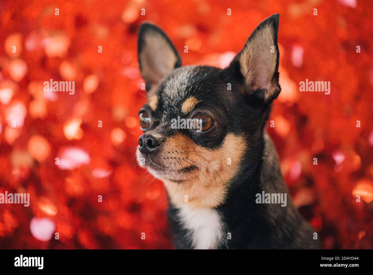 Chihuahua noir, marron et blanc. Chiot mignon. Chien bien entretenu Chihuahua mini poil lisse. Chien sur fond rouge. Chihuahua Banque D'Images
