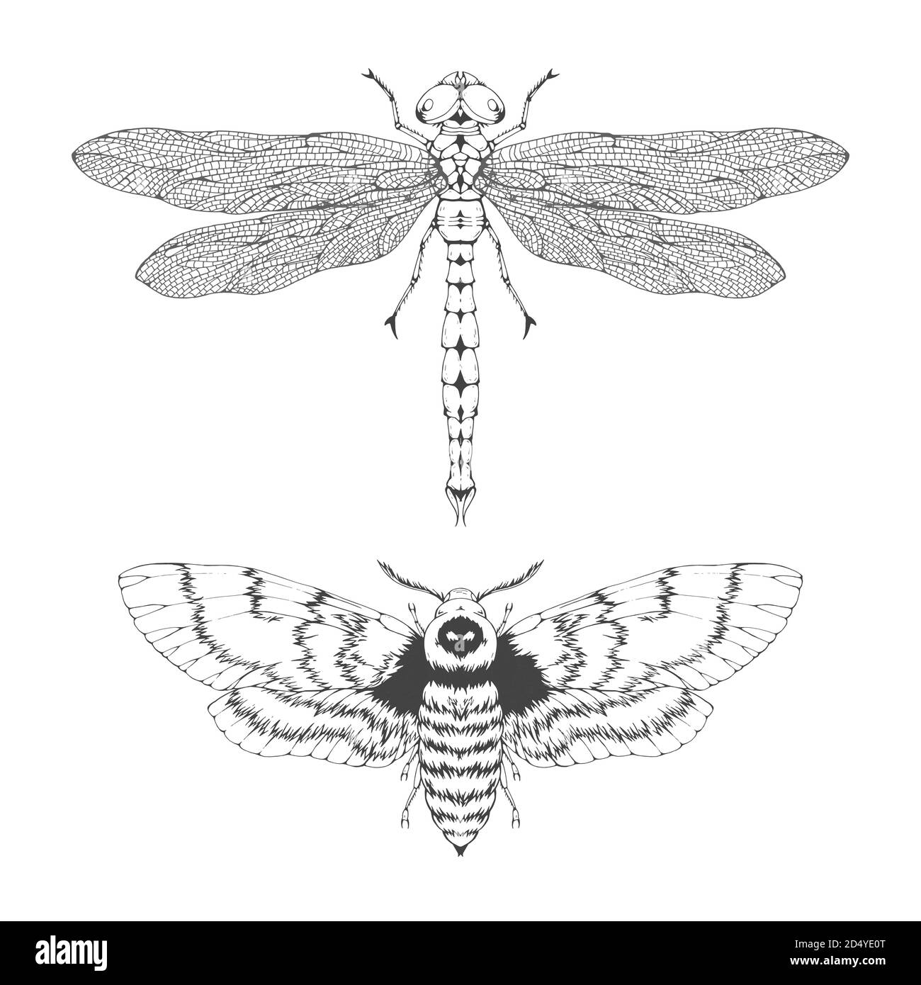 Ensemble vectoriel d'insectes volants dessinés à la main. Différents insectes dans un style réaliste: dragonfly et la tête de mort papillon. Collection isolée sur fond blanc. Illustration de Vecteur