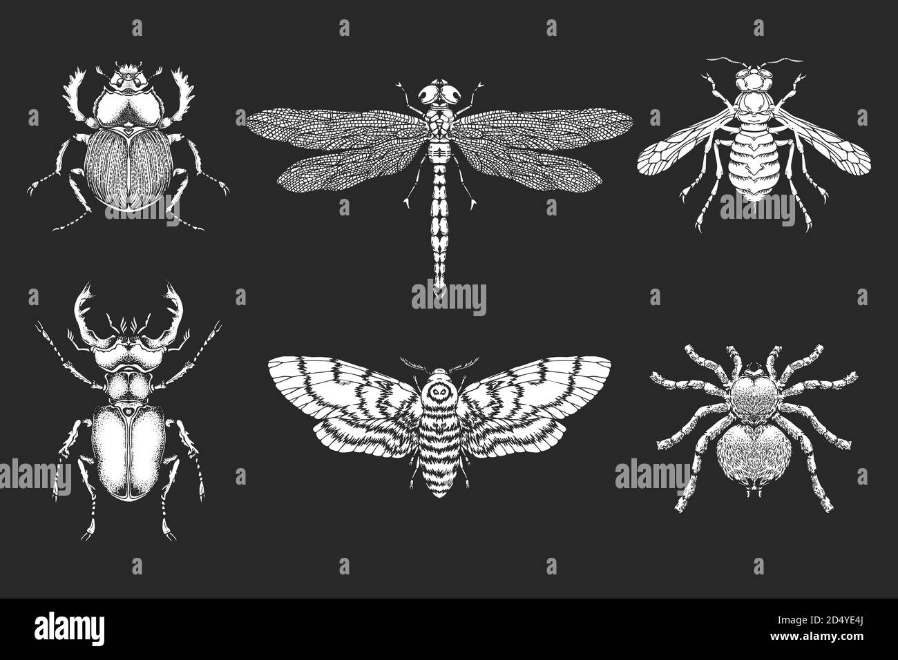 Ensemble vectoriel d'insectes dessinés à la main. Différents insectes dans un style réaliste. Collection silhouette blanche isolée sur fond noir. Illustration de Vecteur
