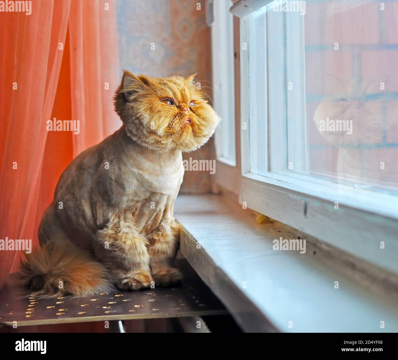 Drole De Toilettage Chat Persan Assis Sur Le Rebord De Fenetre Photo Stock Alamy