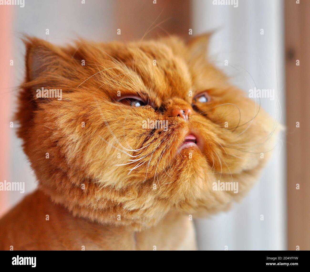 Drole De Toilettage Chat Persan Assis Sur Le Rebord De Fenetre Photo Stock Alamy
