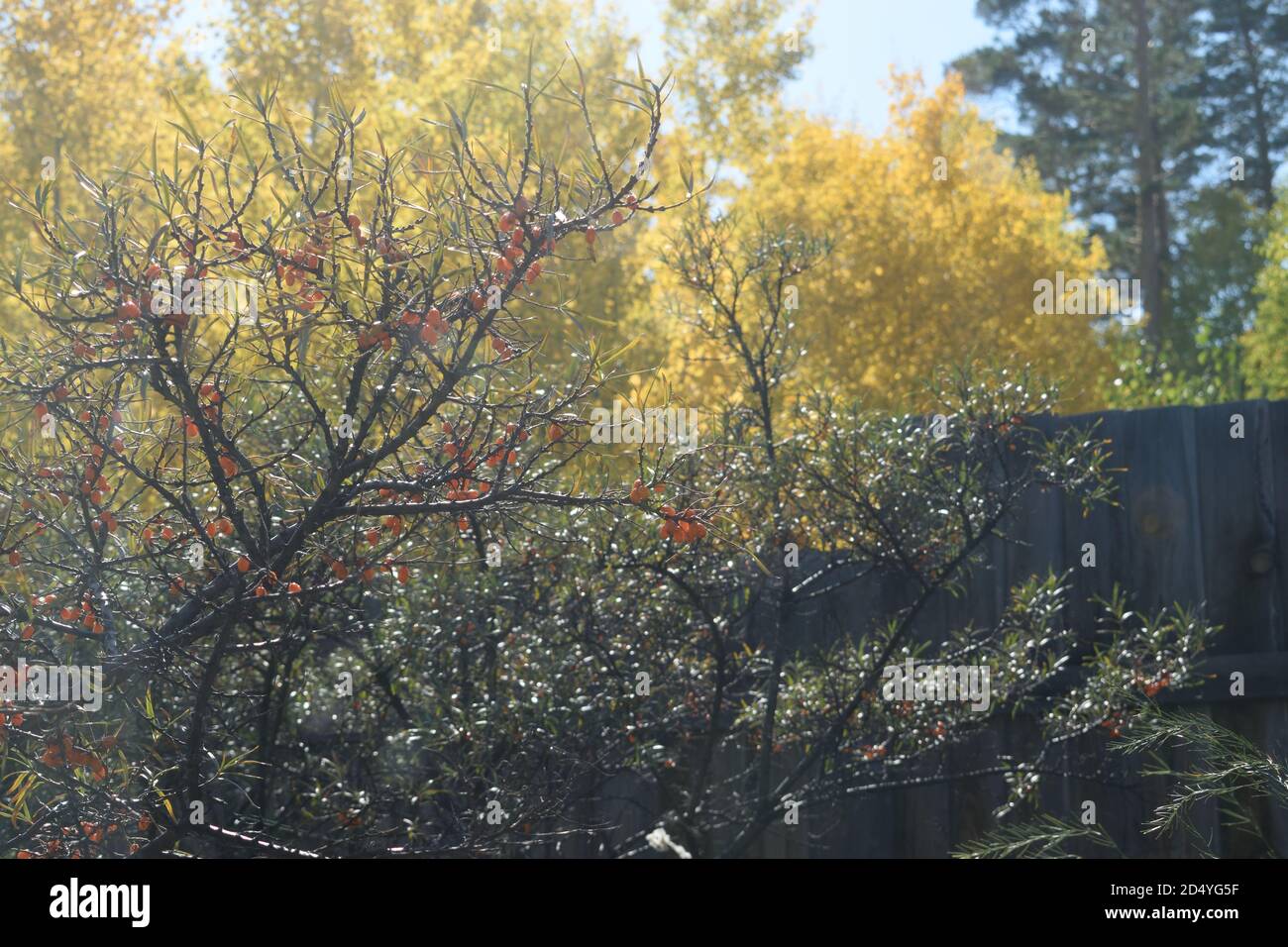 Arbuste Sea-Buckthorn poussant dans un jardin en Sibérie Banque D'Images