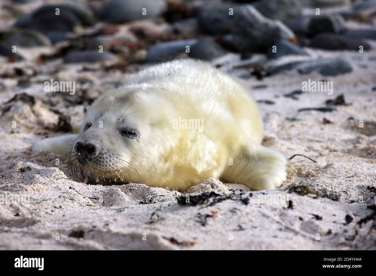 Nouveau-né phoque gris qui dormait sur une plage isolée de l'île de Mull, en Écosse Banque D'Images