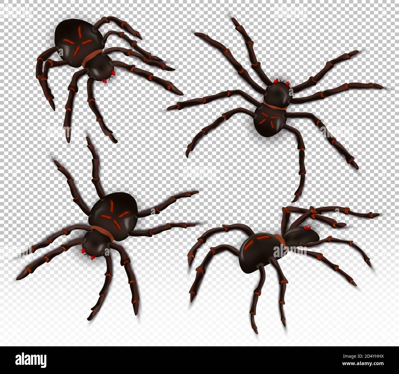 Araignée réaliste sauvage sous différents angles. Araignées sur fond transparent. Les personnages de Halloween. Illustration vectorielle. Illustration de Vecteur