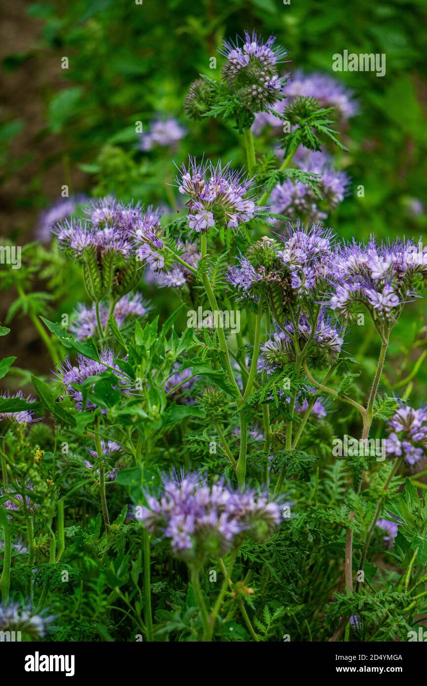 Fleurs spéciales des plantes au miel de phacelia fleurissent dans le champ. Banque D'Images