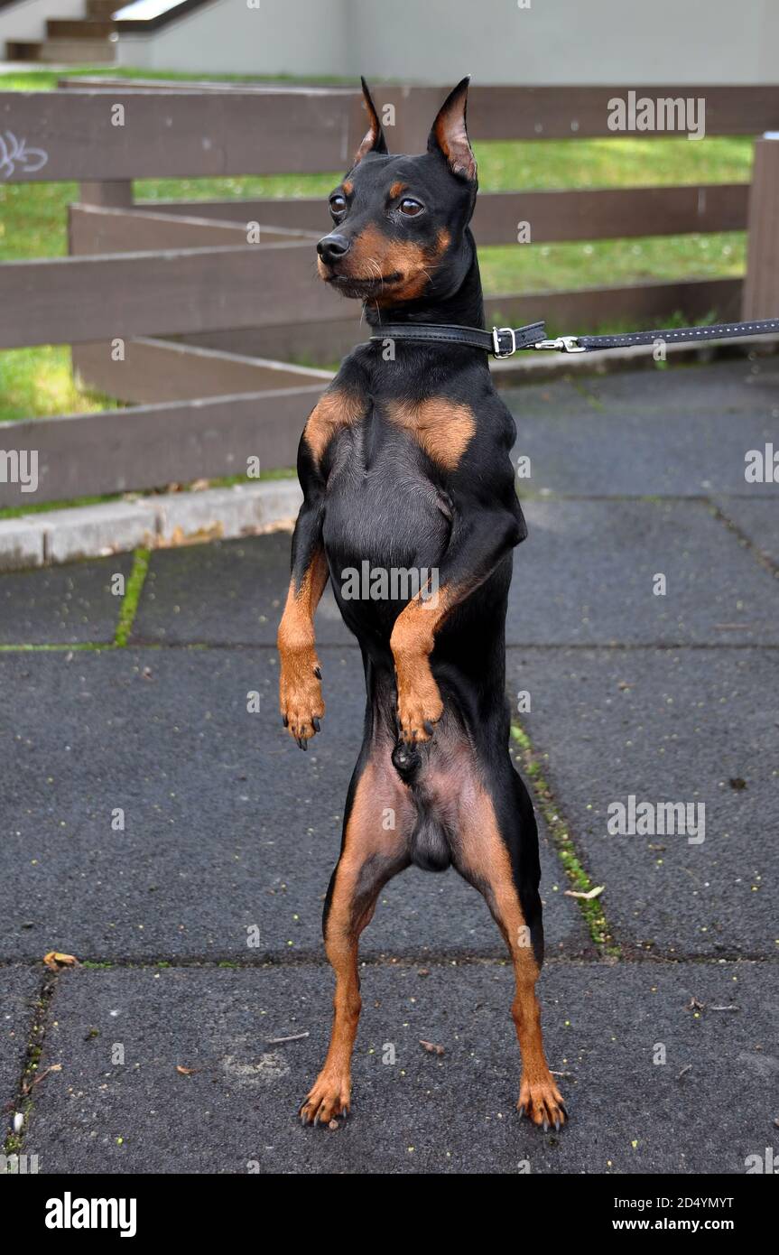 Chien miniature Pinscher debout sur ses pattes arrière Banque D'Images
