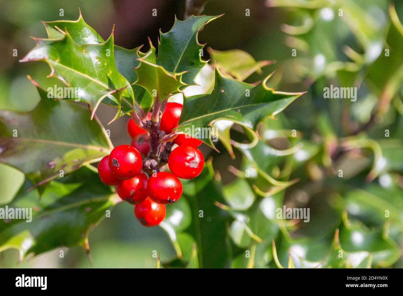 Houx et baies rouges Ilex aquafolium, décoration de saison à noël. Feuilles en similicuir raides avec marges épineuses vert foncé au-dessus du plus bas. Banque D'Images