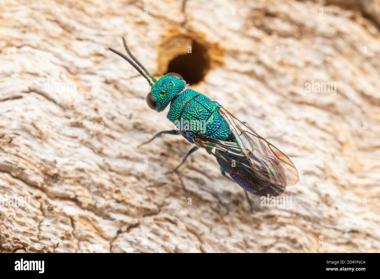 Guêpe de coucou (Caenochrysis sp.) Banque D'Images