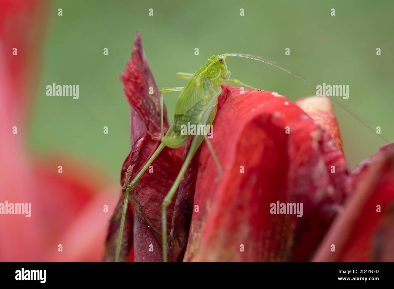 Une sauterelle vert brillant reposant sur une fleur rouge, Cebu, Philippines Banque D'Images
