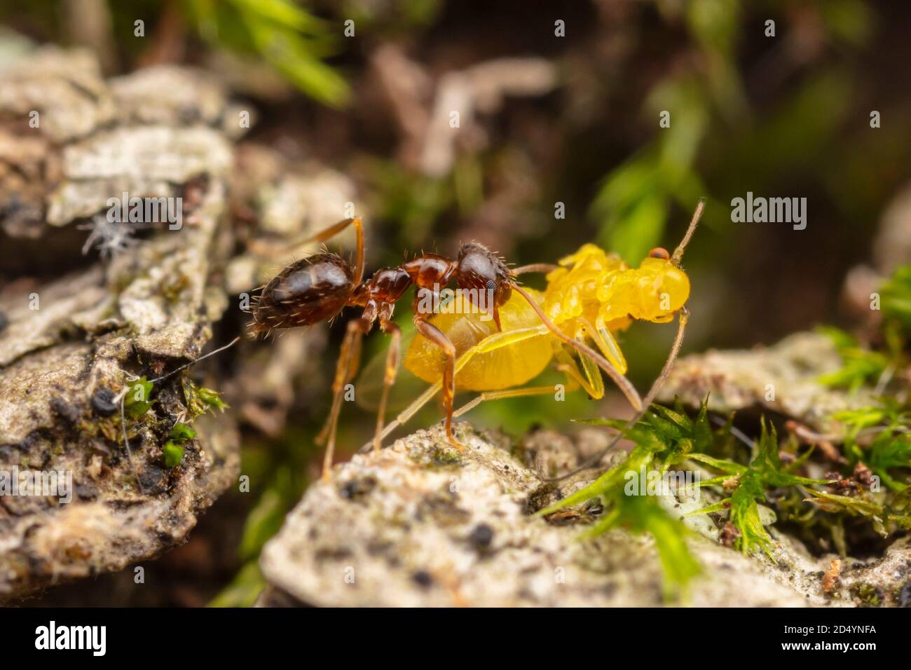 Un Crazy Ant (Nylanderia flavipes) ramène un insecte (Psocodea) dans sa colonie. Banque D'Images