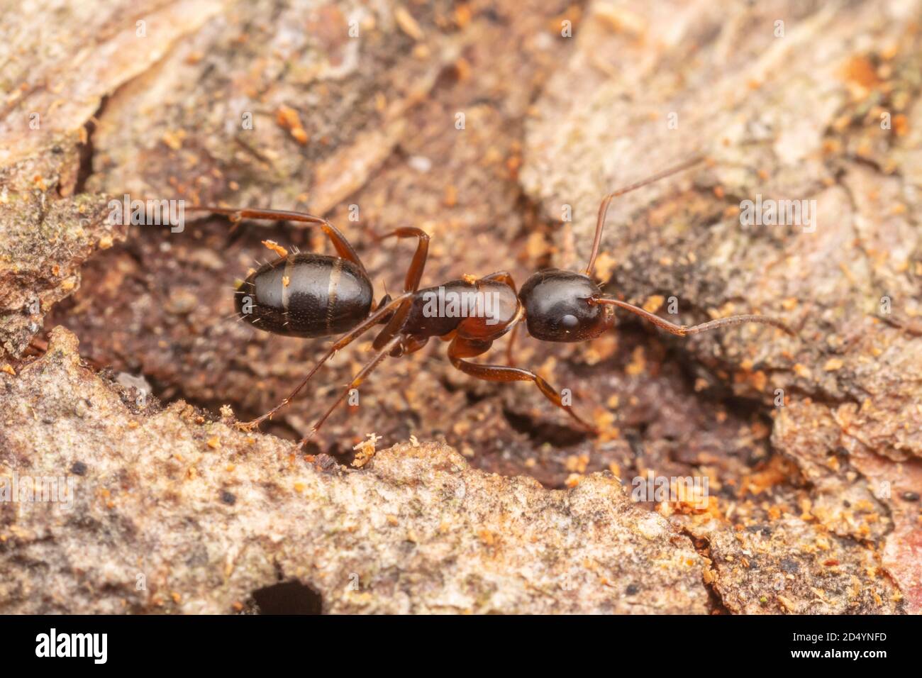 Ant de Carpenter (Camponotus nearcticus) Banque D'Images