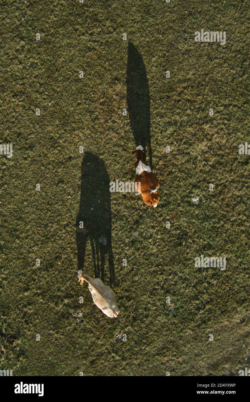 Deux vaches paître sur la prairie des pâturages et jeter l'ombre sur le champ d'herbe, vue aérienne directement au-dessus Banque D'Images