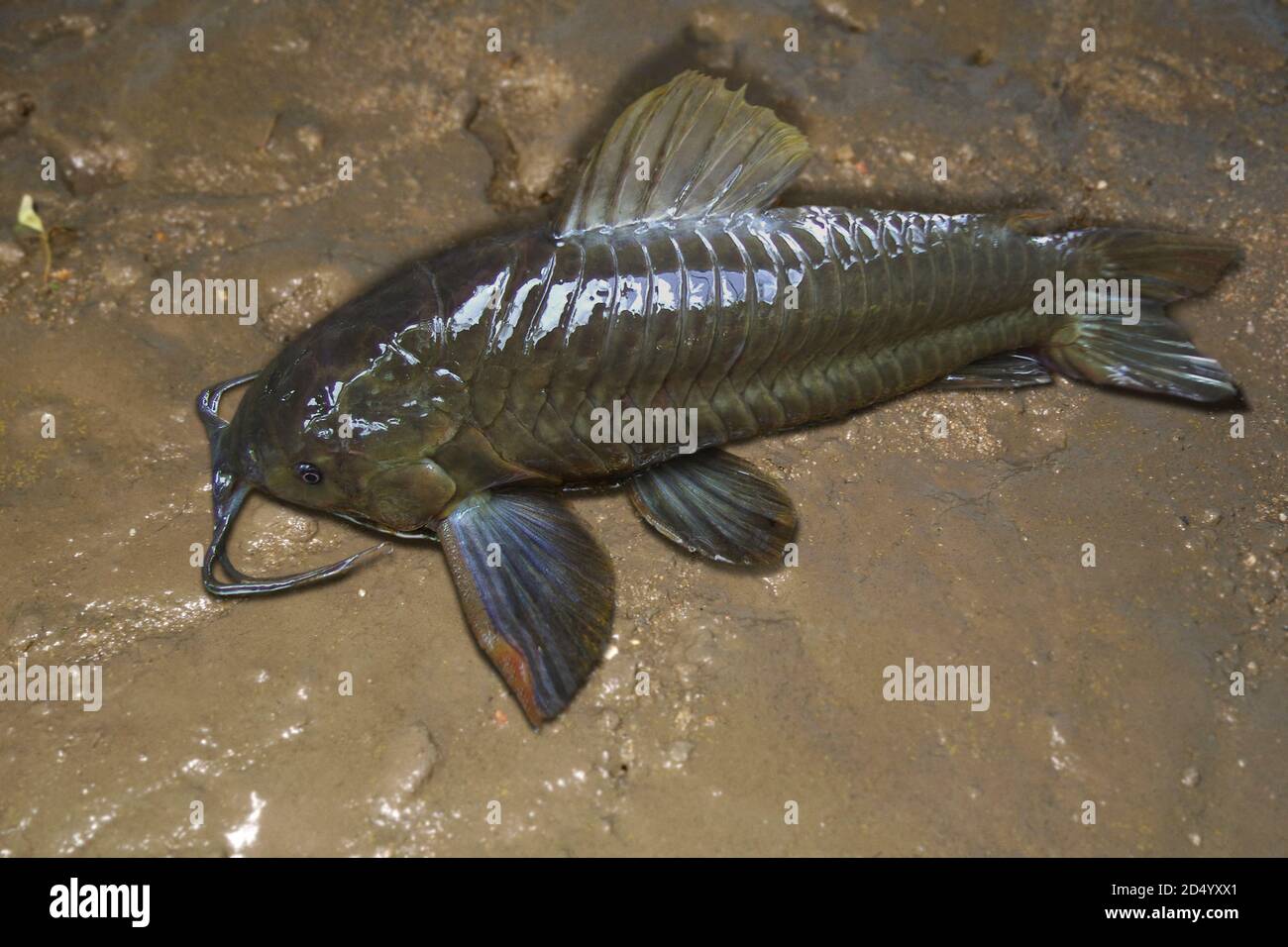 Poisson Qui Marche Banque D Image Et Photos Alamy Poisson Qui Marche Banque D Image Et Photos Alamy