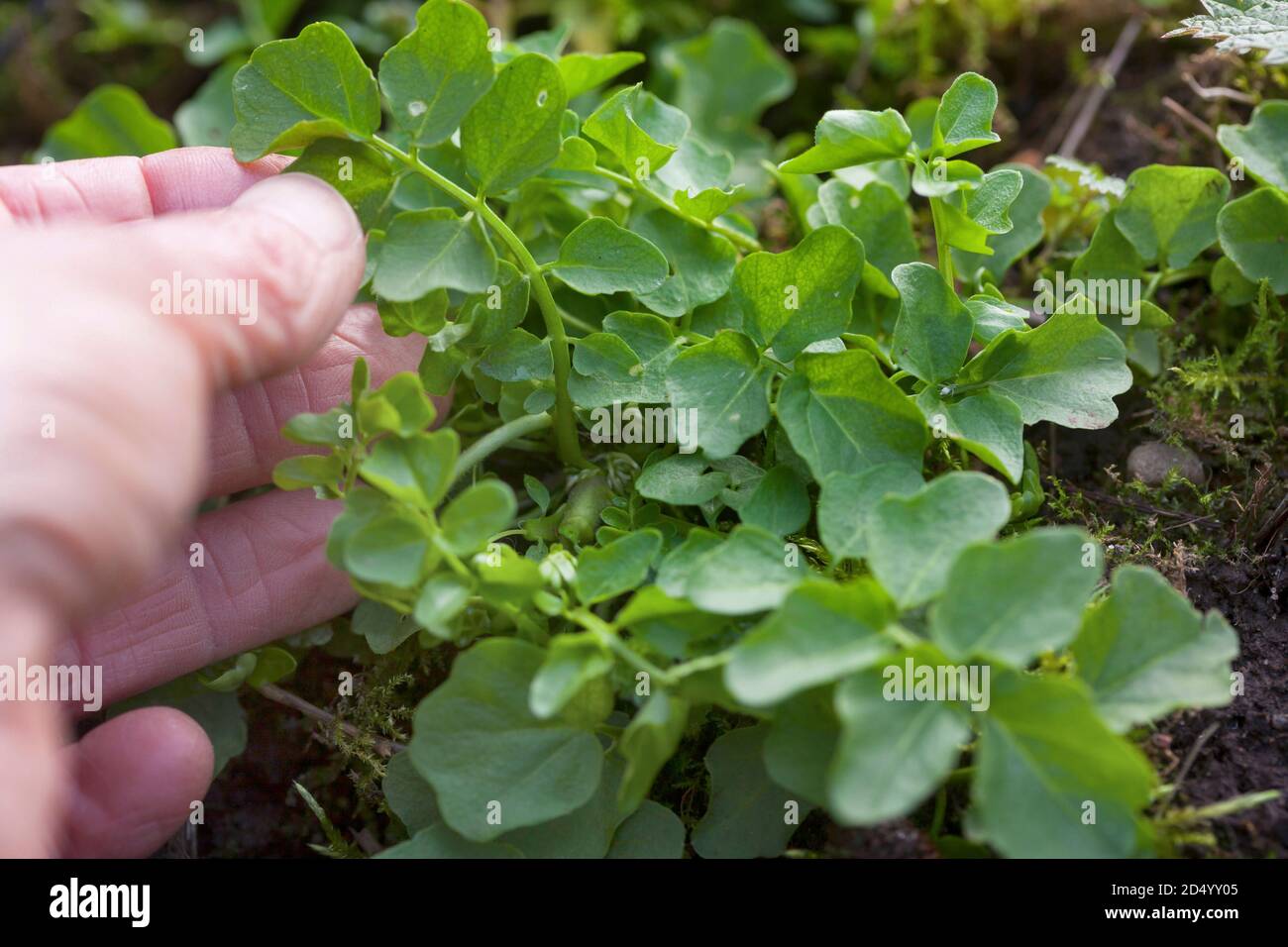 Grande cresson amère, grande Bittercresson (Cardamine amara), feuilles avant floraison, Allemagne Banque D'Images