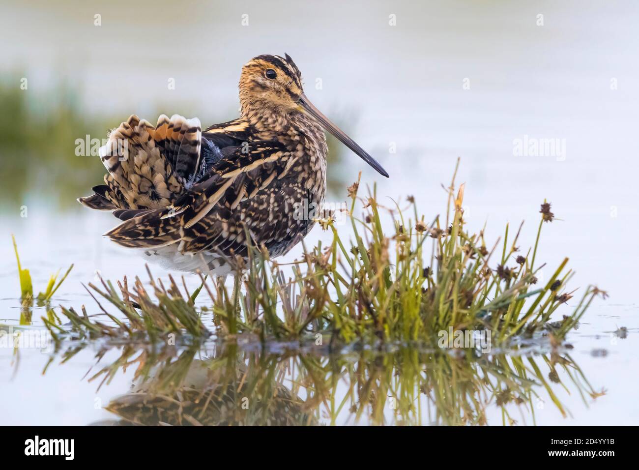 Bécassine commune (Gallinago gallinago), perchée dans un marais humide, en Italie, Stagno dei Cavalieri Banque D'Images