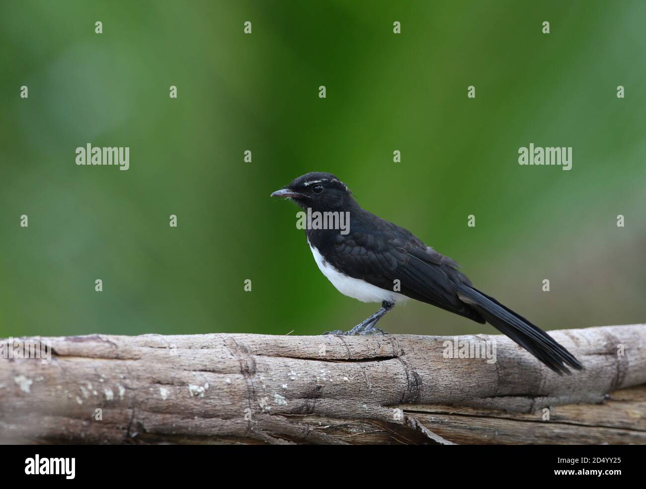 Willie Wagtail (Rhipidura leucophyrys melaleuca, Rhipidura melaleuca), assis sur une branche, Indonésie, Maluku du Nord, Halmahera Banque D'Images