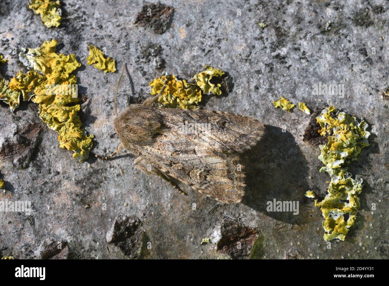 A la fois rustique (Luperina testacea), assise à l'écorce de liched, vue dorsale, France, Bretagne, Côtes-d'Armor, Erquy Banque D'Images