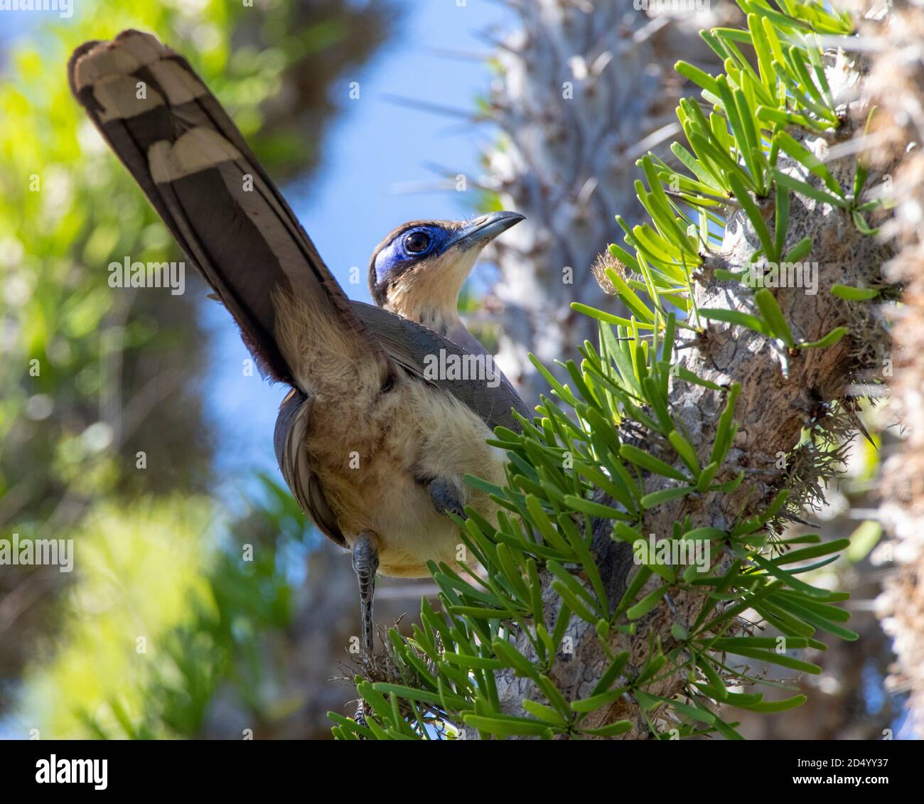 Coua à capuchon rouge (Coua ruficeps olivaceiceps, Coua olivaceiceps), dans la forêt épineuse près d'Ifaty, Madagascar, Ifaty Banque D'Images