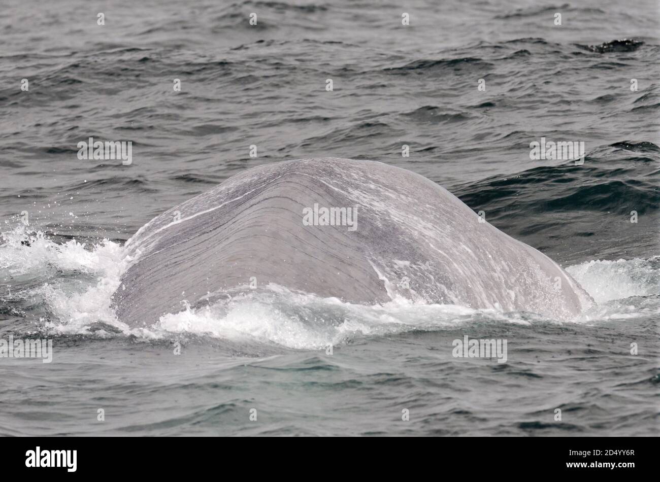 Baleine bleue (Balaenoptera musculus), plongée au large de la côte nord de l'Atlantique au large de l'Islande, montrant le dos et la nageoire dorsale, Islande Banque D'Images