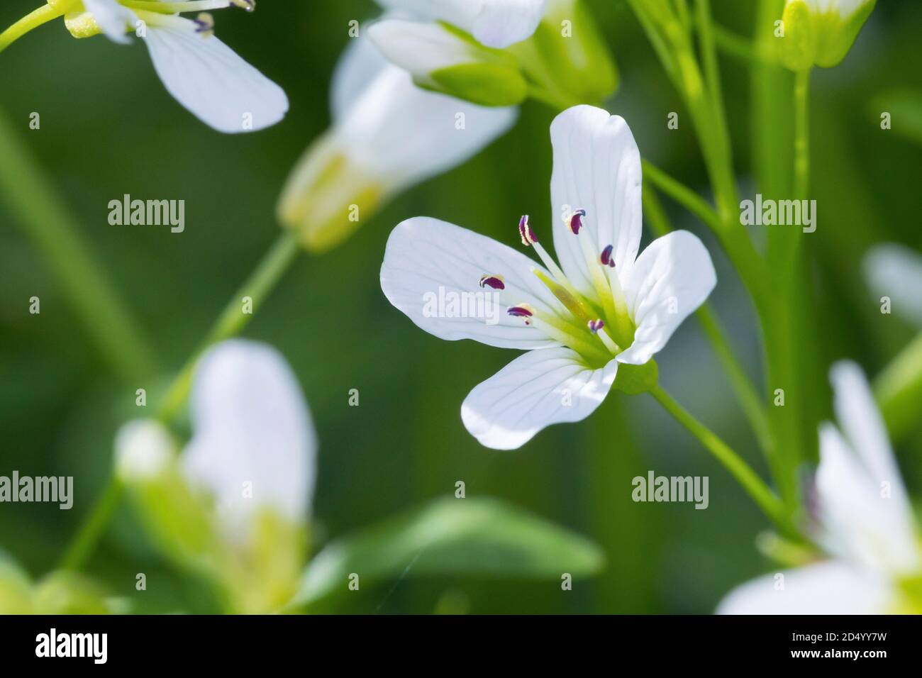 Grande cresson amère, grande Bittercresson (Cardamine amara), fleurs, Allemagne Banque D'Images