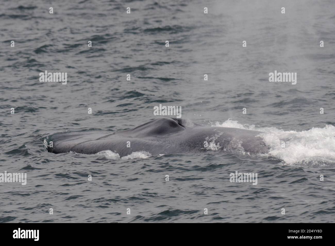 Baleine bleue (Balaenoptera musculus), nageant au large de la côte nord de l'Atlantique, soufflant de l'eau à travers son trou, Islande Banque D'Images