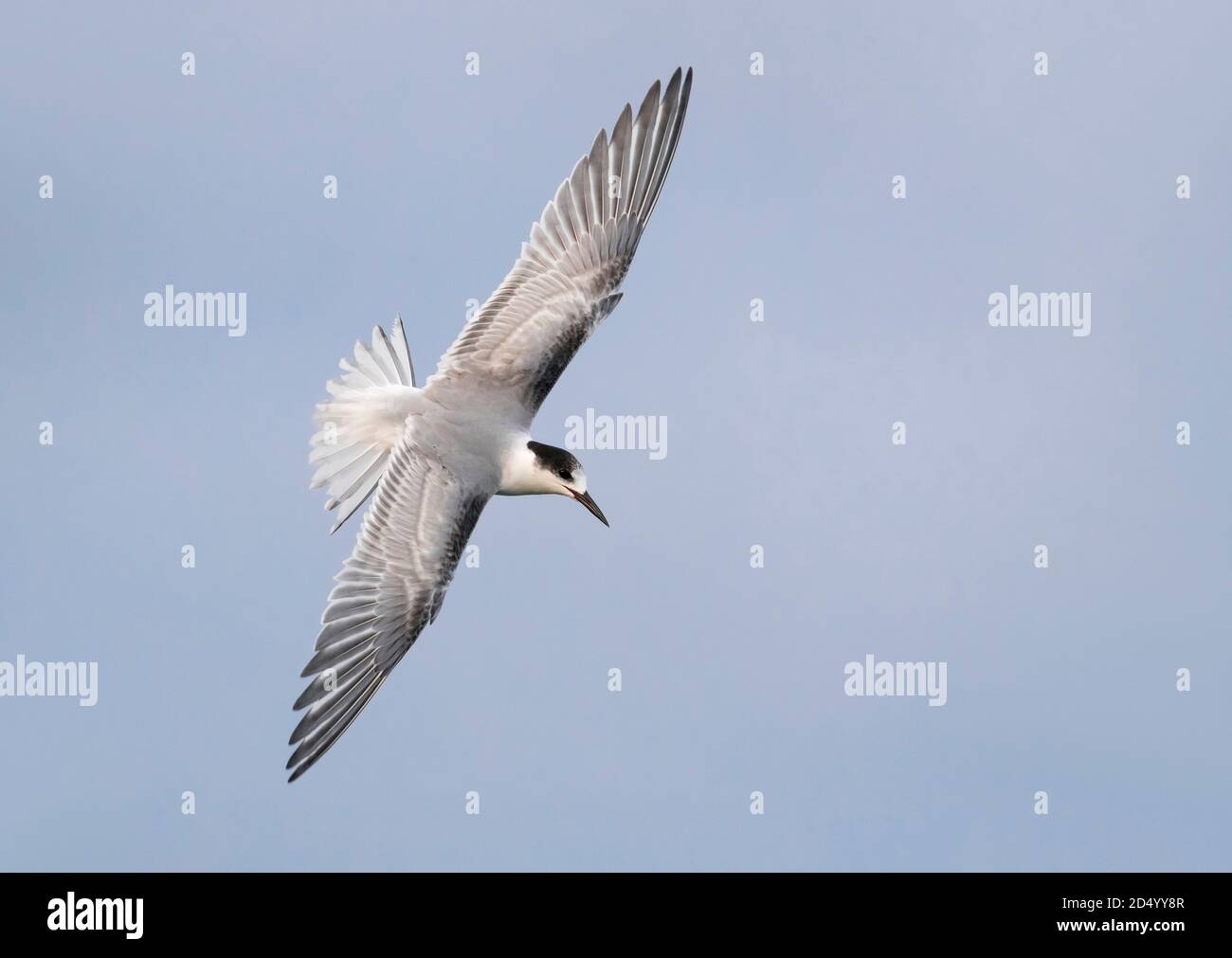 Sterne commune (Sterna hirundo), premier hiver en vol, Açores, port de Ponta Delgada Banque D'Images